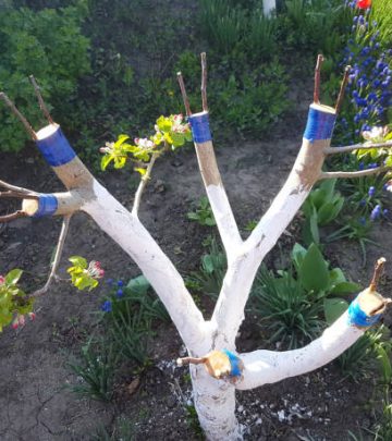 Apple tree grafted