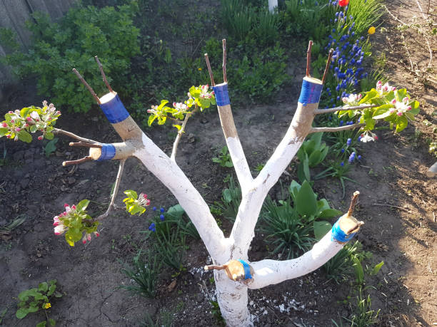 Apple tree grafted