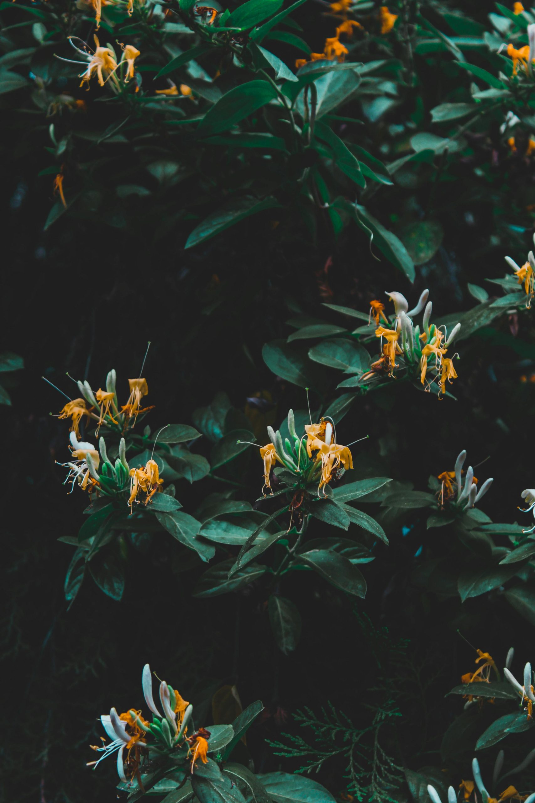pexels-czapp-arpad-3647289-18169884