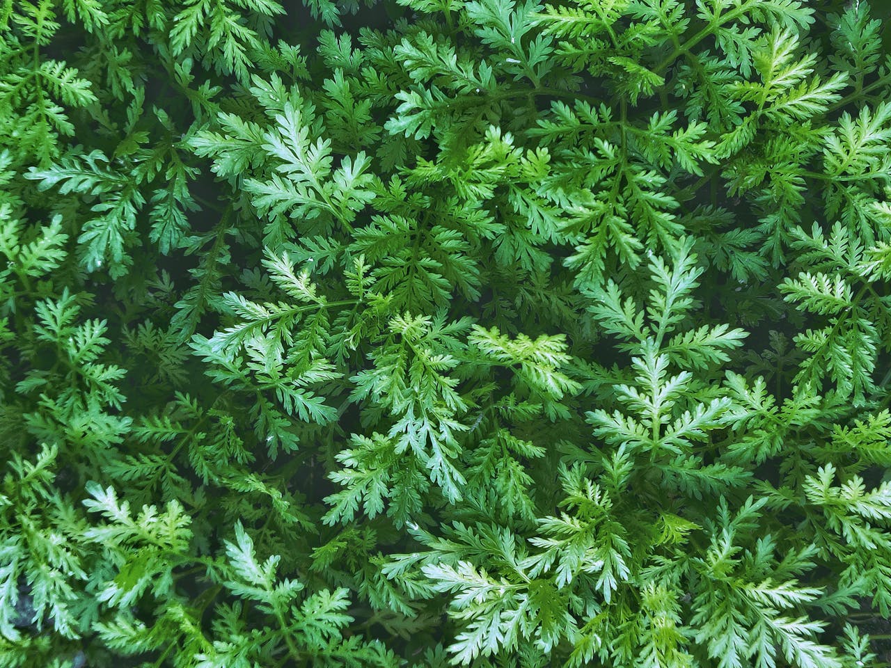Medicinal weeds