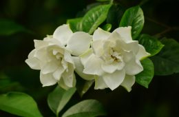 pexels-duy-le-duc-1257907900-24200645