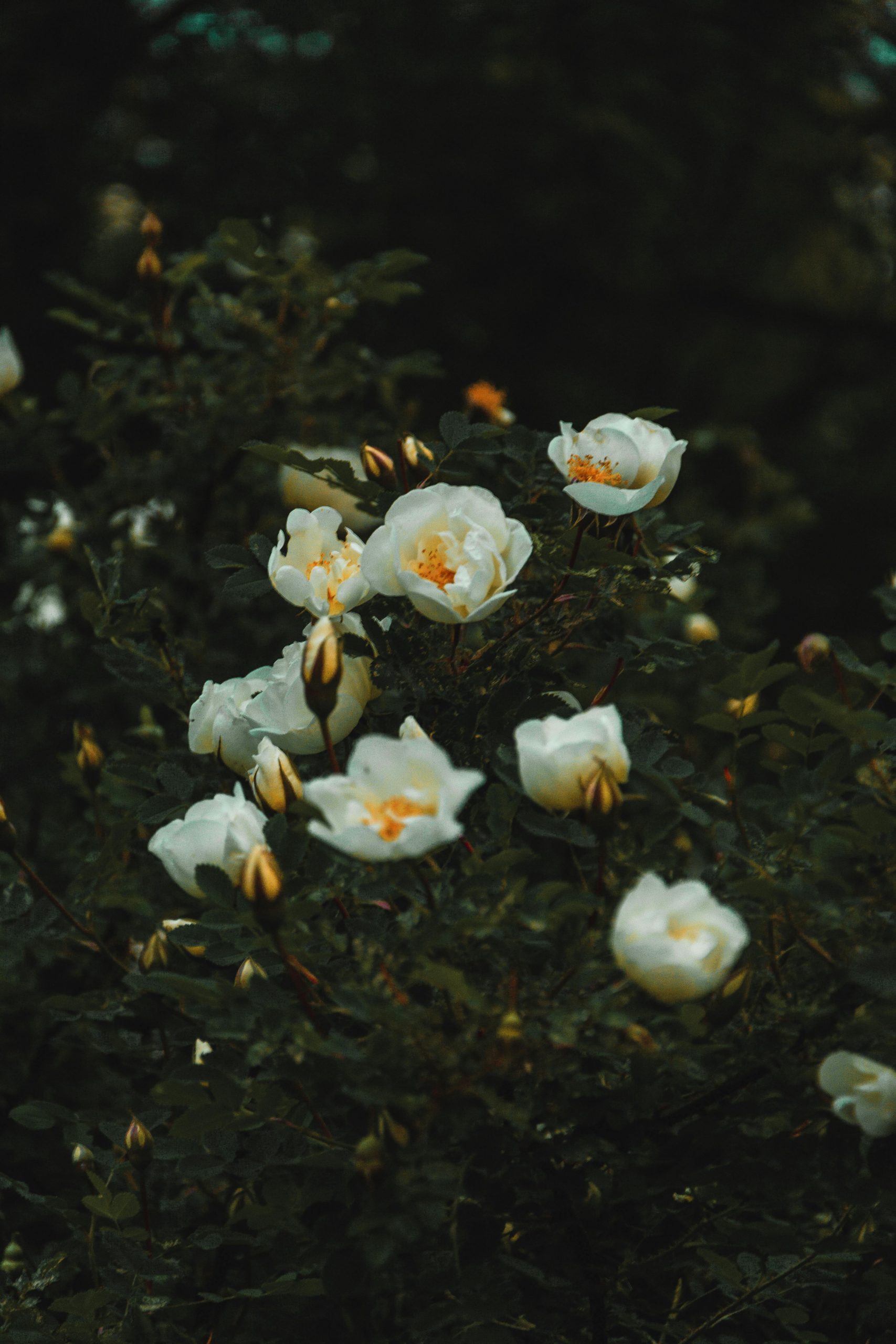 pexels-iriser-1122625