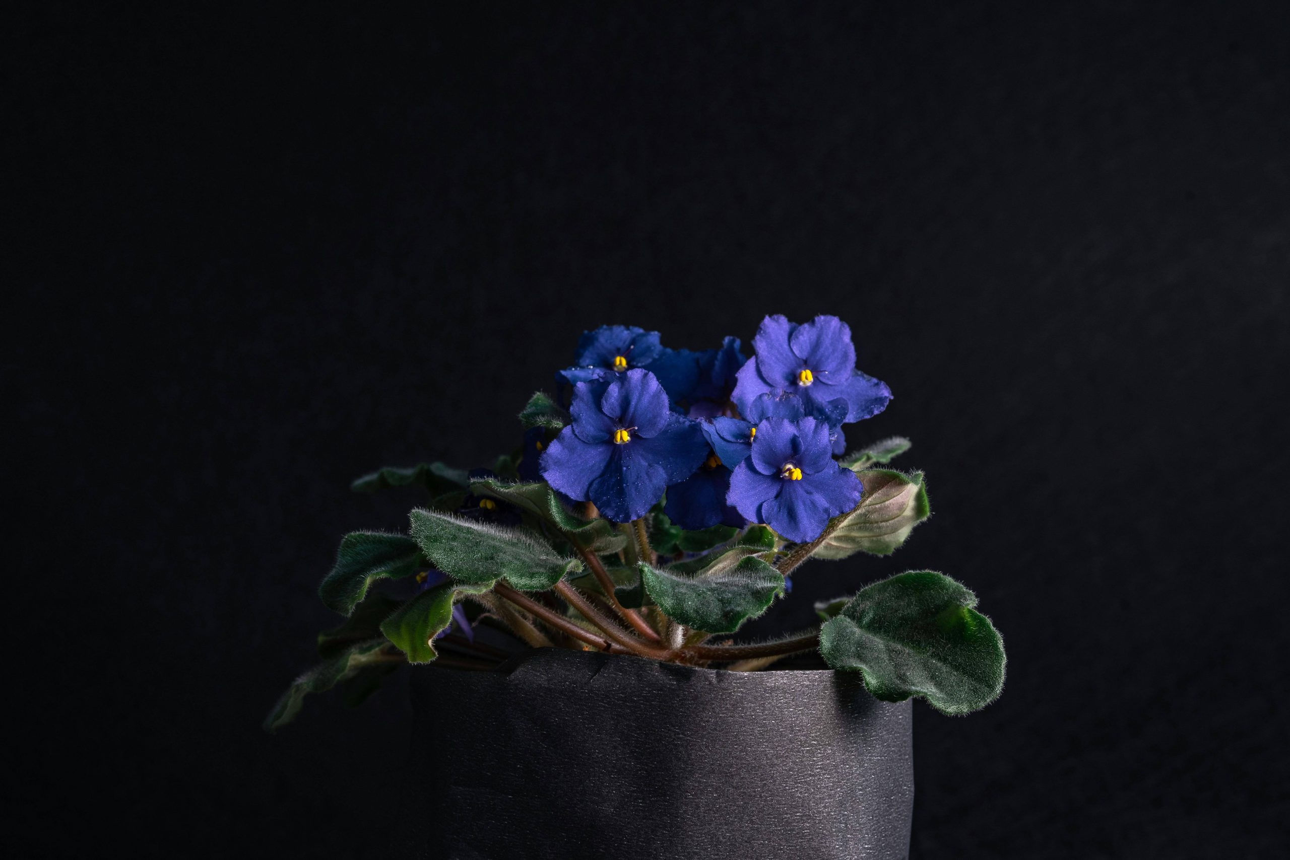 3 mistakes to avoid with your African Violets