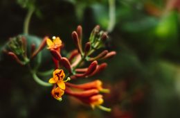 pexels-roman-odintsov-8355599