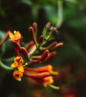 pexels-roman-odintsov-8355599
