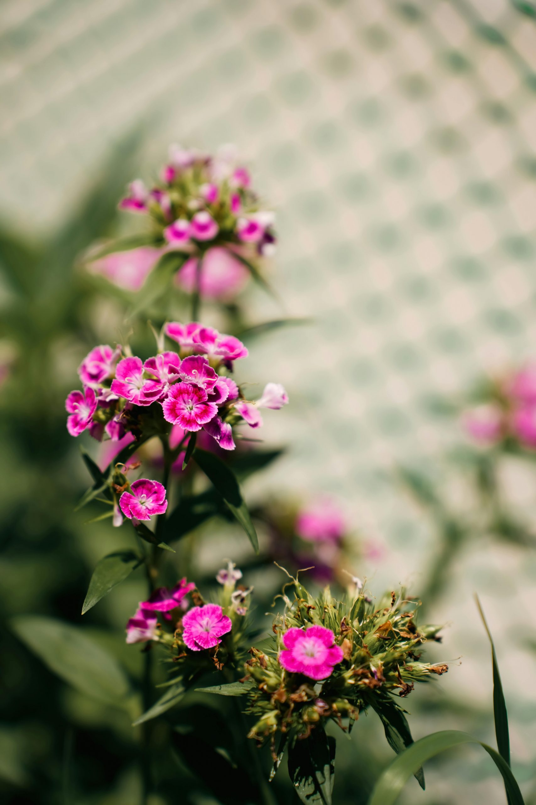 pexels-wanderinglenses-32387949