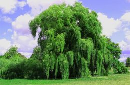 weeping-willow-3637978_1280