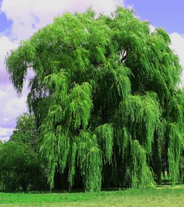 weeping-willow-3637978_1280
