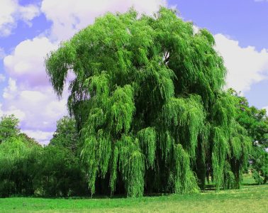 weeping-willow-3637978_1280