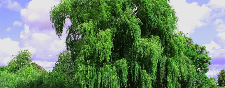 weeping-willow-3637978_1280