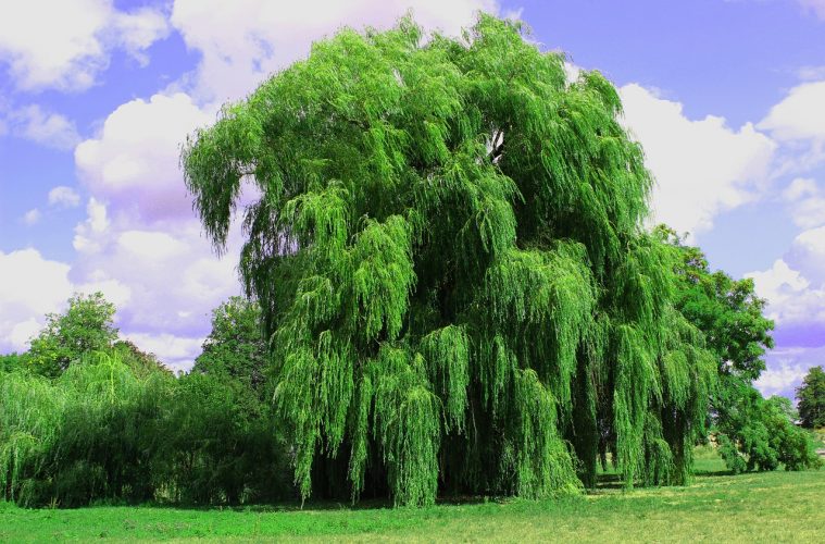 weeping-willow-3637978_1280