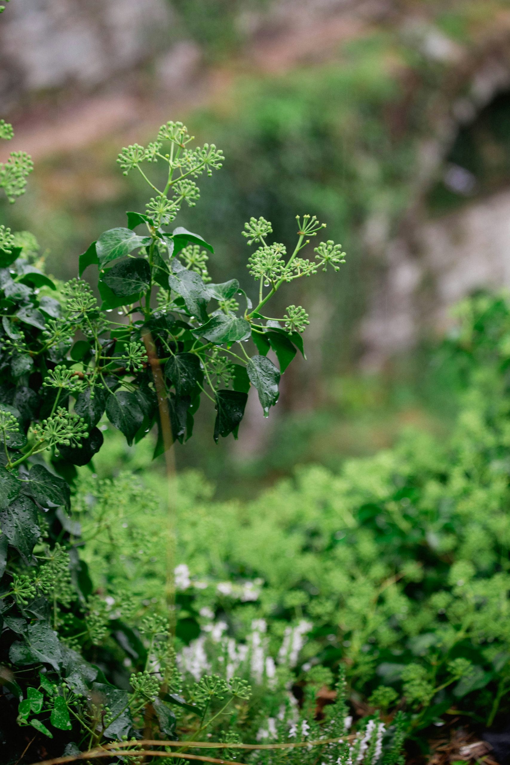 anastasiia-mitiushova-EaHSNWYYpBo-unsplash