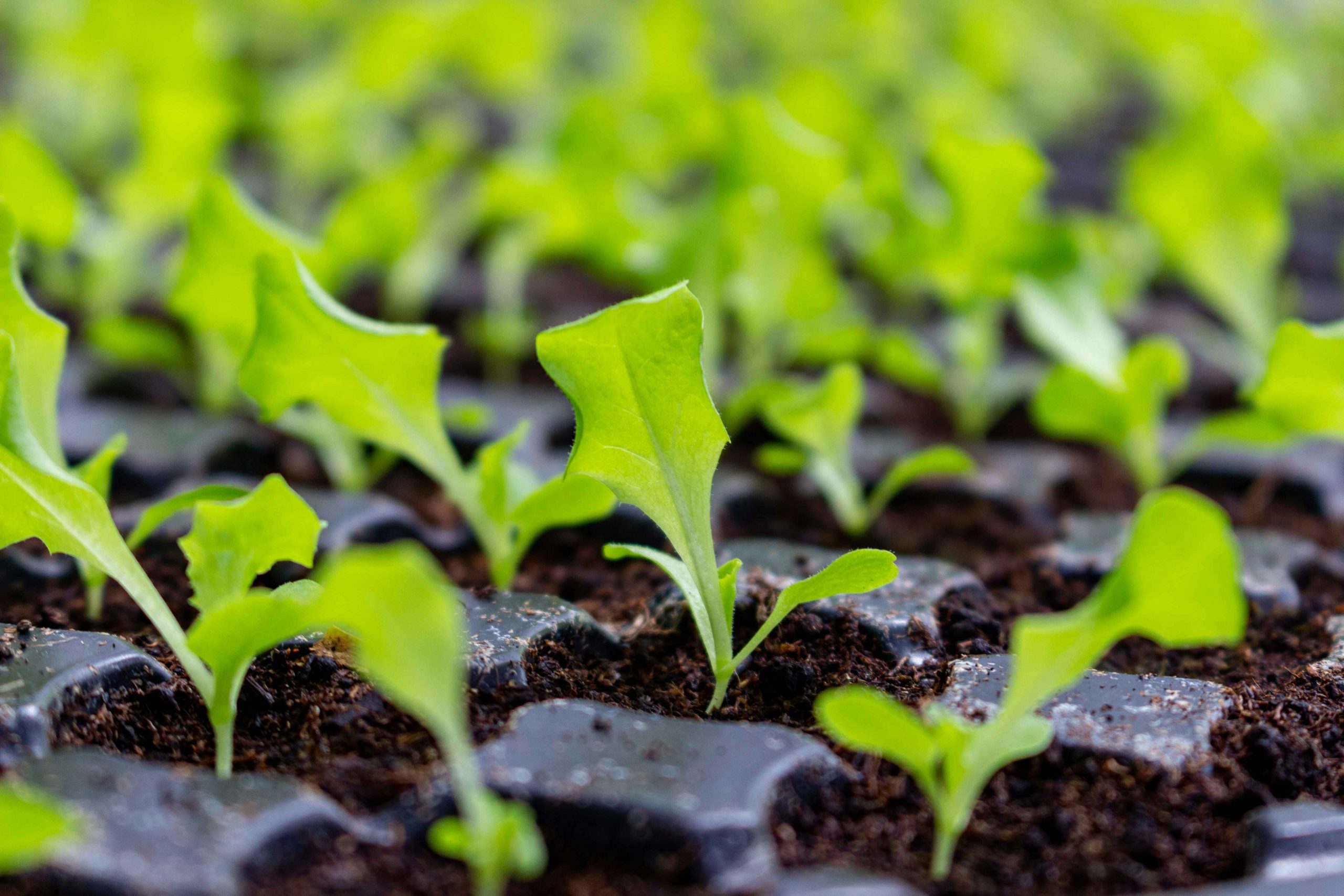 Common mistakes to avoid when growing seeds indoors | SA Garden and Home