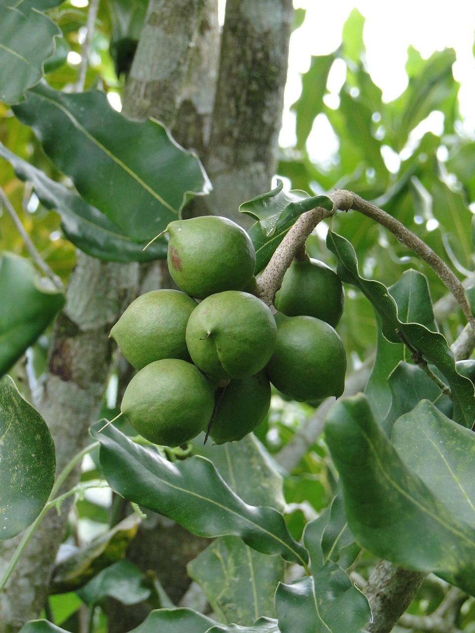 fruits-2690052_1280