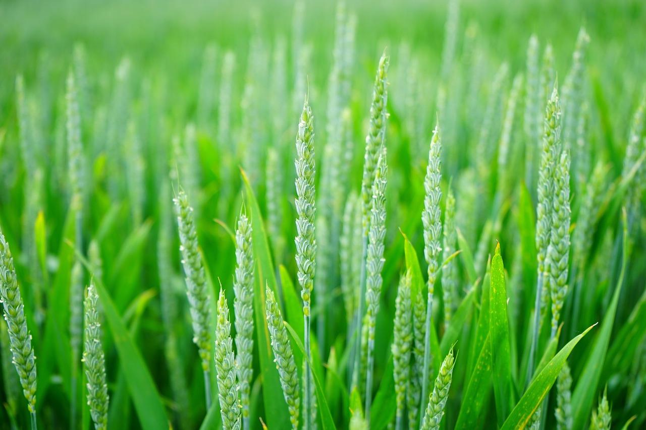 green-1117267_1280