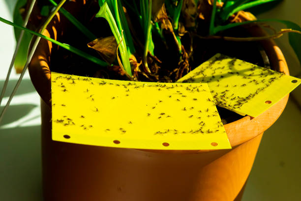  fungus gnats are stuck on a yellow sticky trap