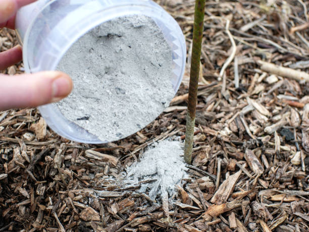 Ashes poured on the ground