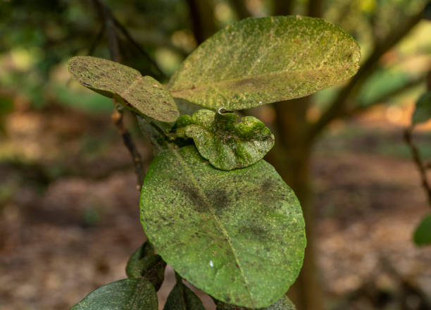 Fungus gnats plants