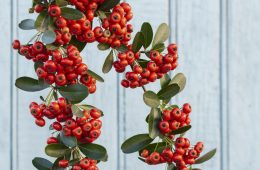 Wintergreen plant