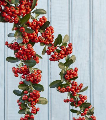 Wintergreen plant