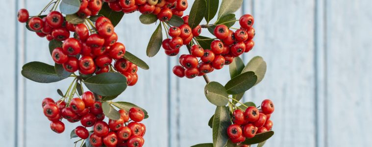 Wintergreen plant