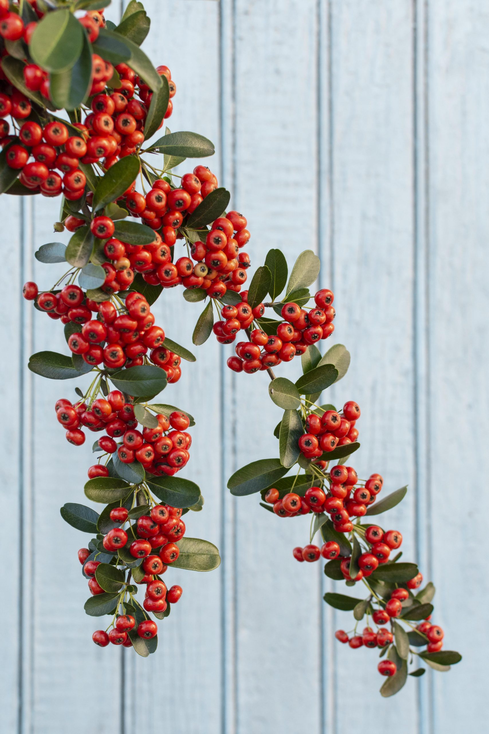 Wintergreen plant