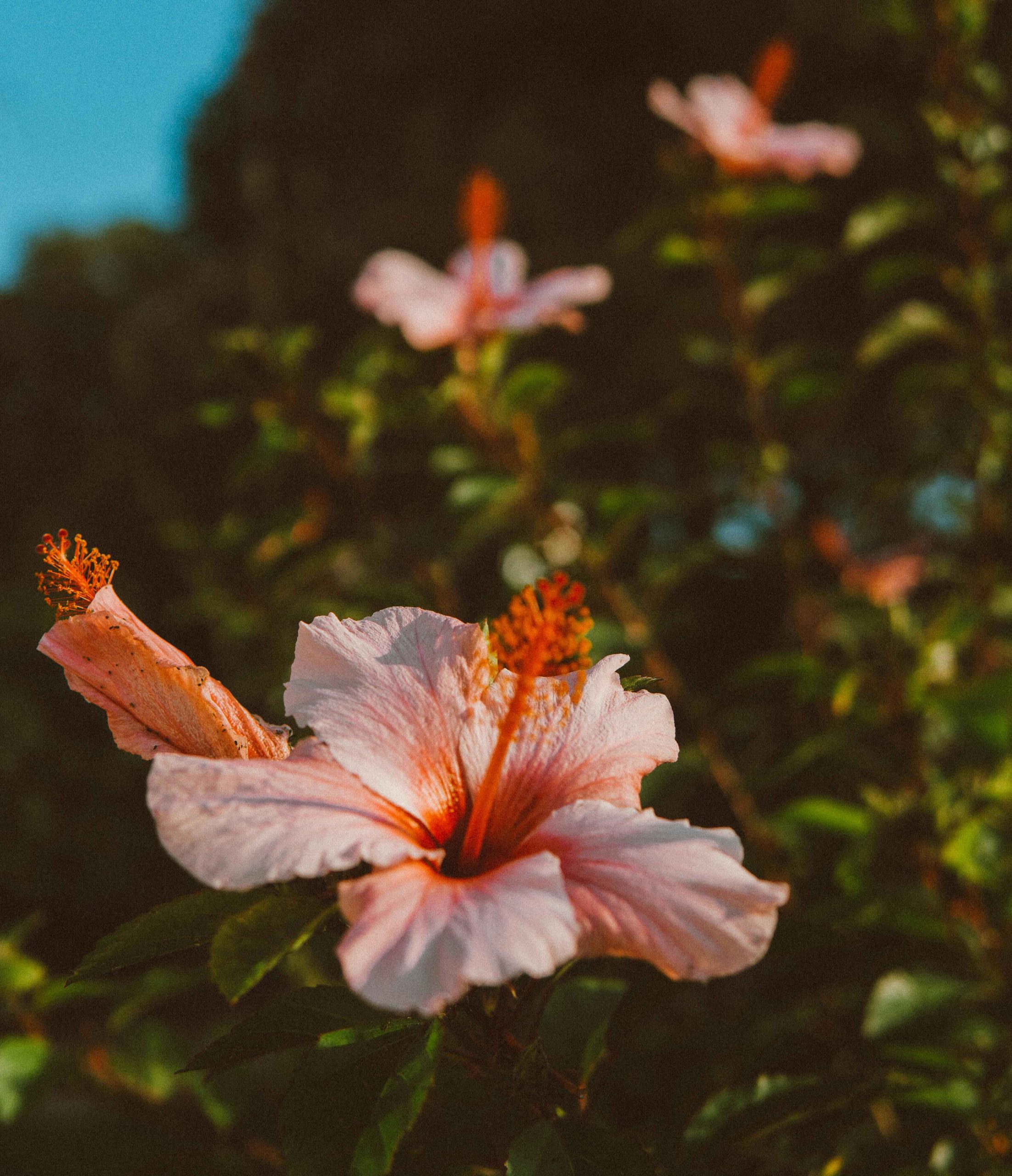 pexels-elletakesphotos-1549186 (1)