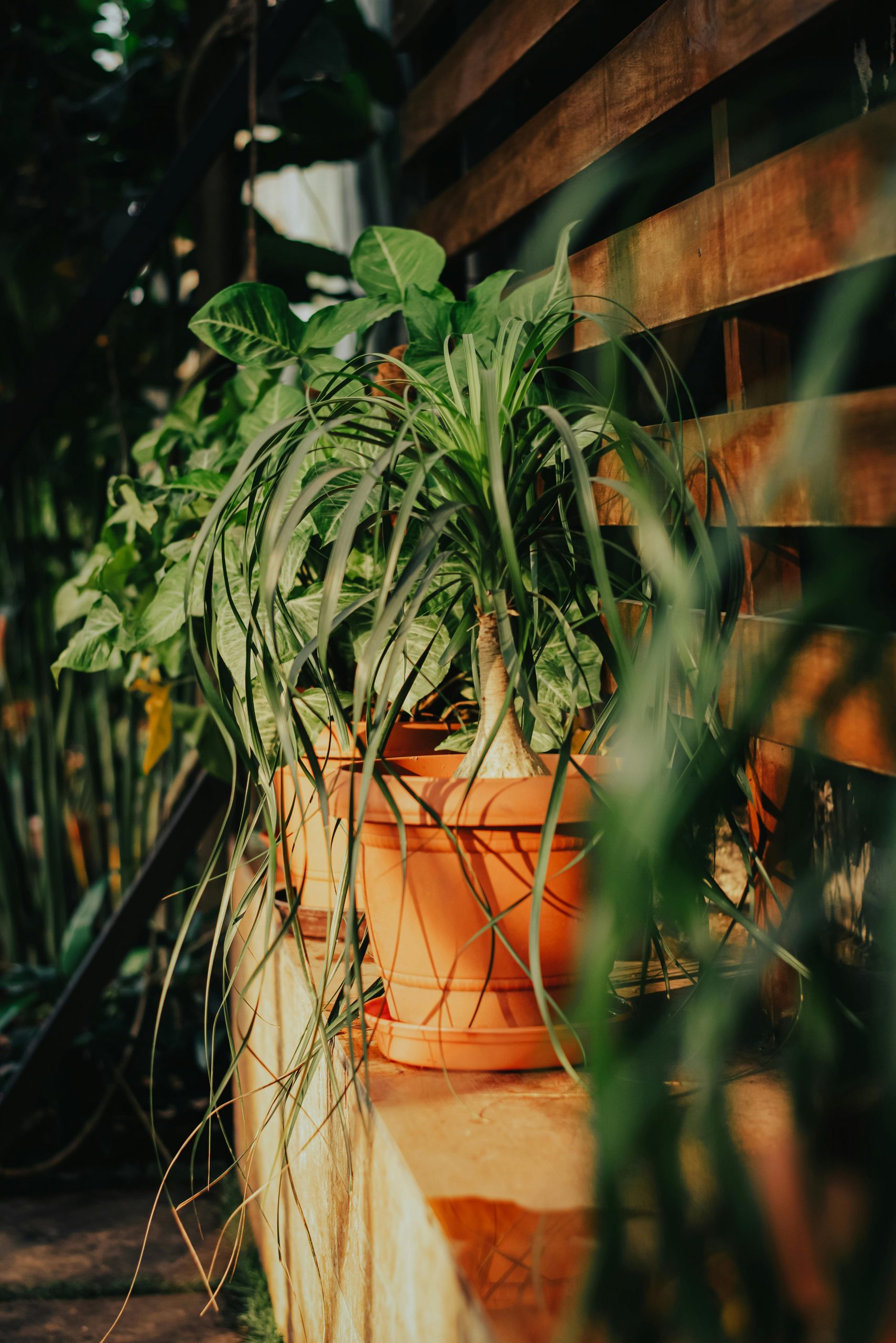 pexels-kriss-30343682