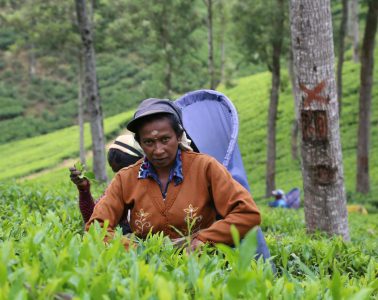 pexels-sanjeewa-jayarathne-419863937-23506593