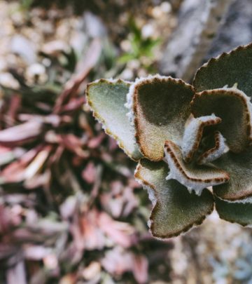 pexels-scottwebb-175246