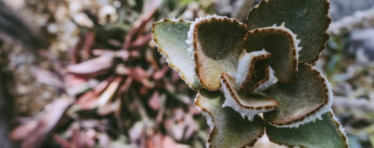 pexels-scottwebb-175246