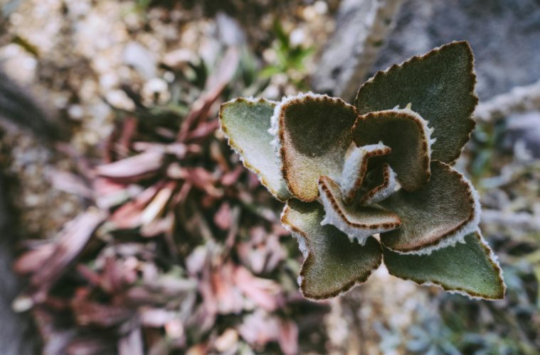 pexels-scottwebb-175246