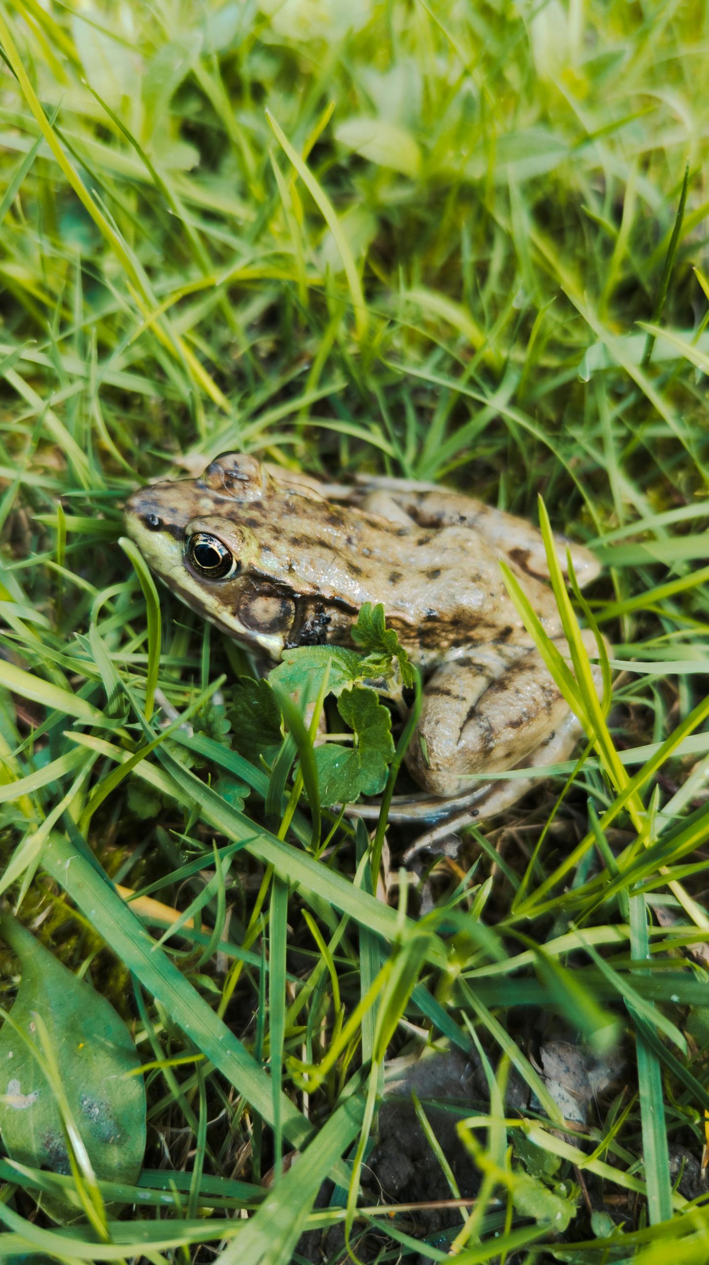 pexels-yazanhija-23230802