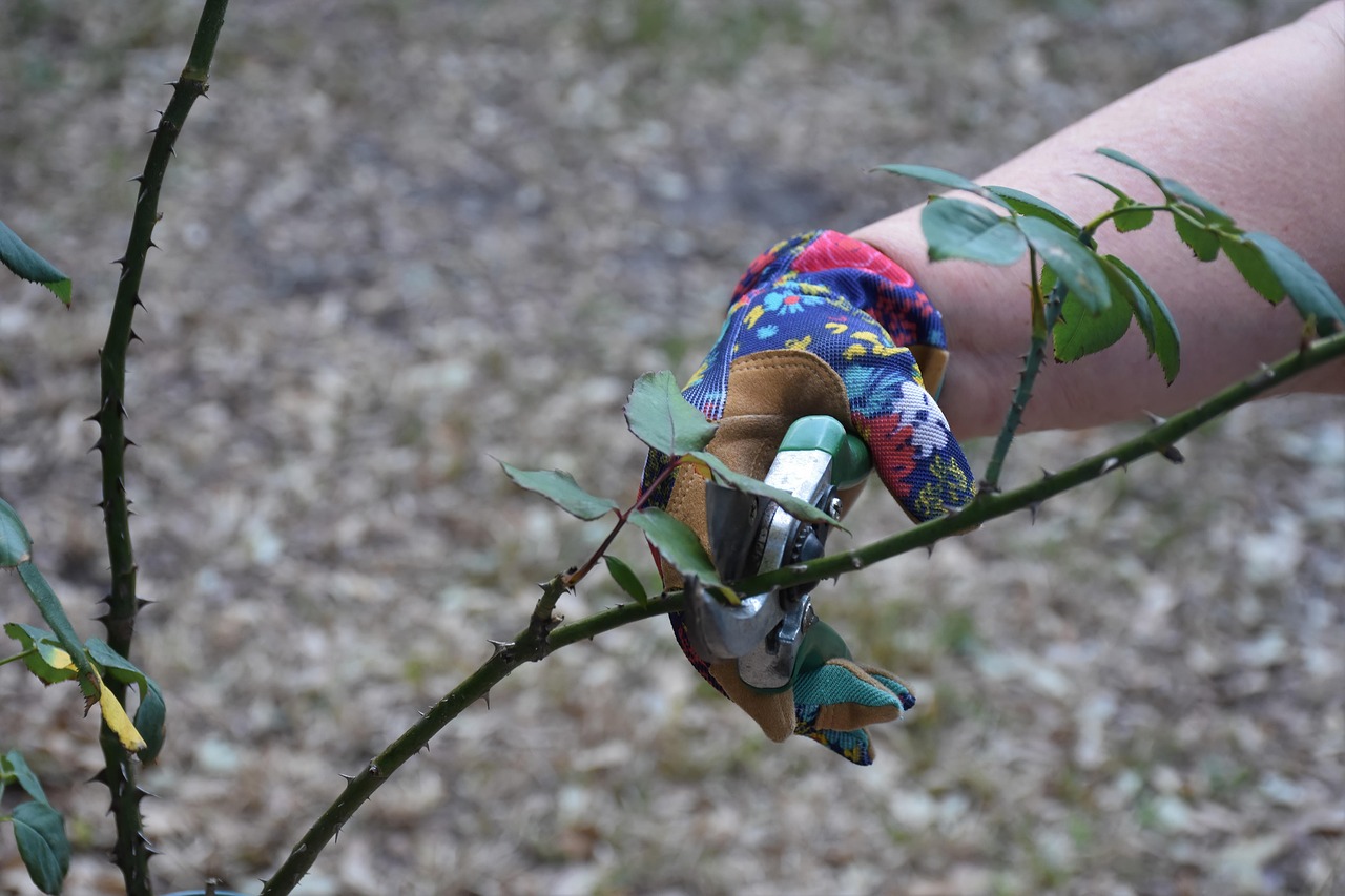 pruning-7806717_1280