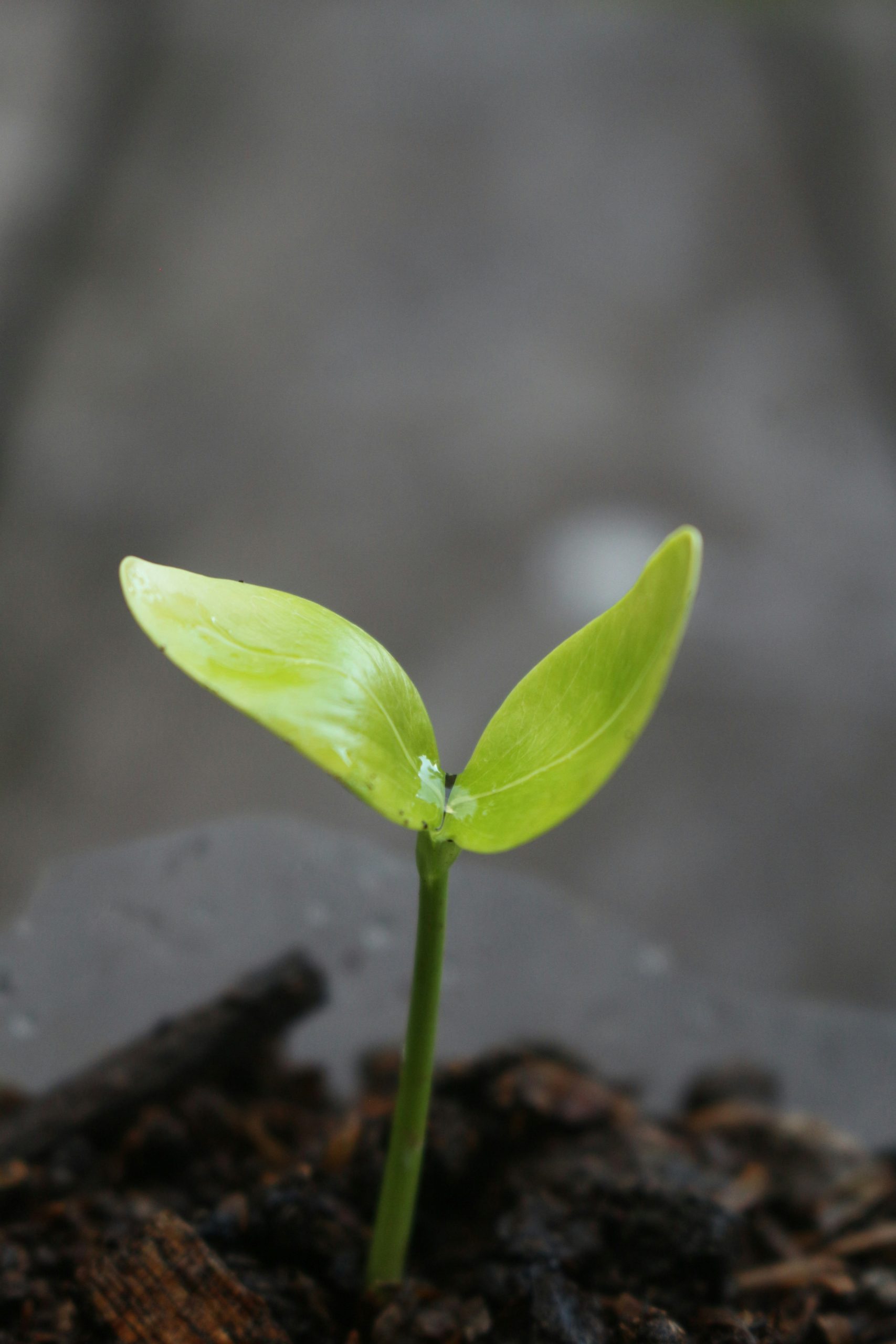 septian-akbar-1f-GoPoJeug-unsplash