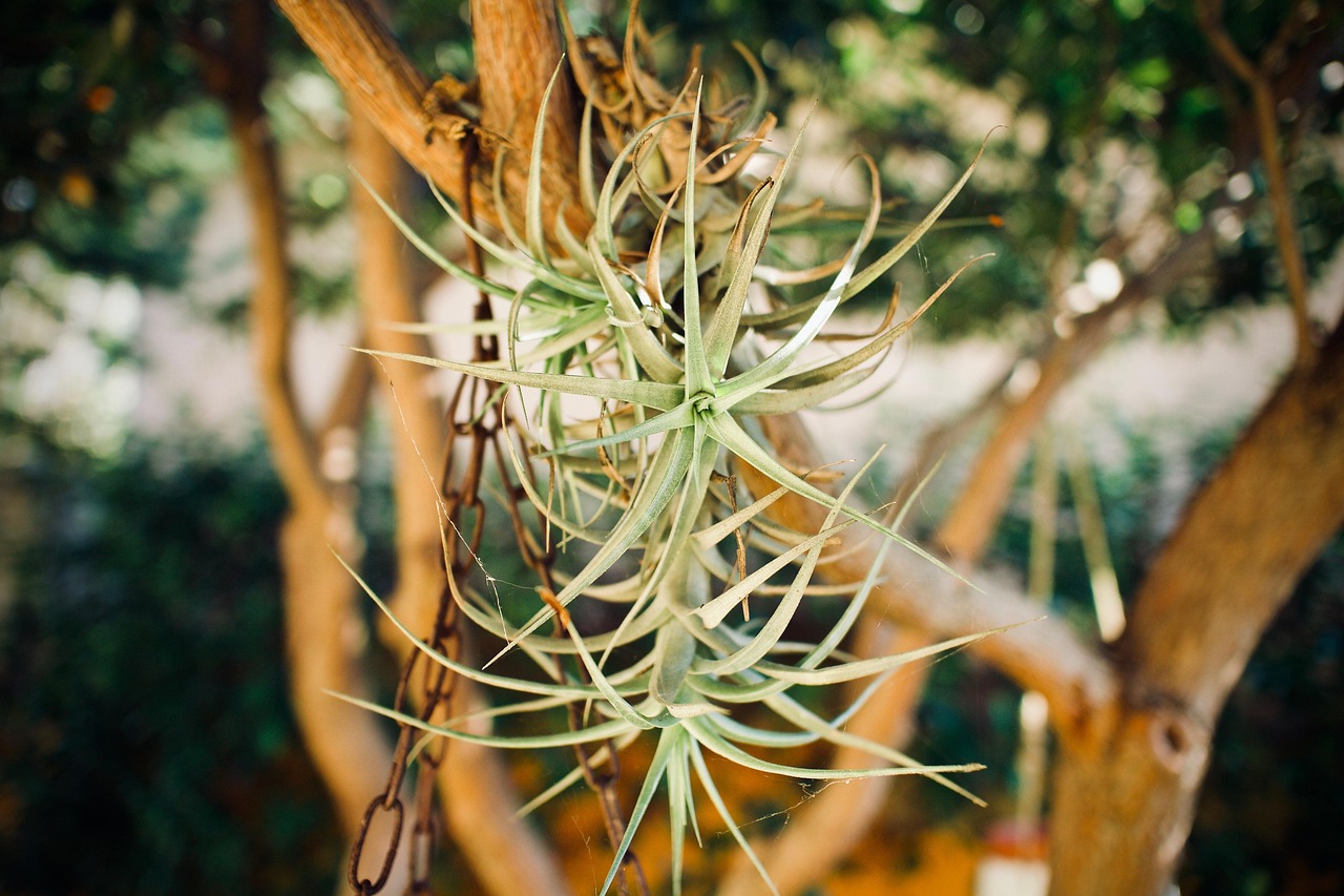 succulent-plant-3744072_1280