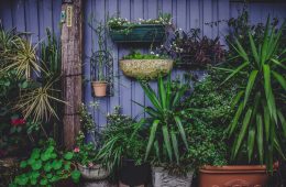 cherry-laithang-DEAIMSWjxxI-unsplash