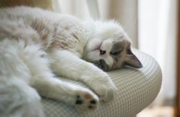 pexels-catscoming-29616978