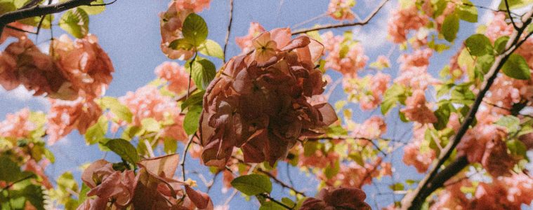 pexels-ernestbusalpa-32063471 copy