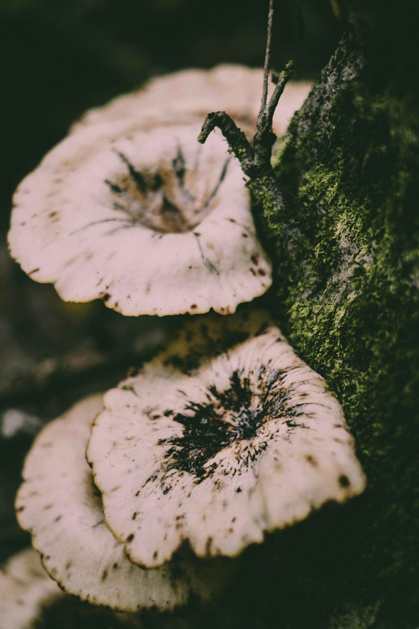 pexels-plantpool-images-2222972-6316467 copy