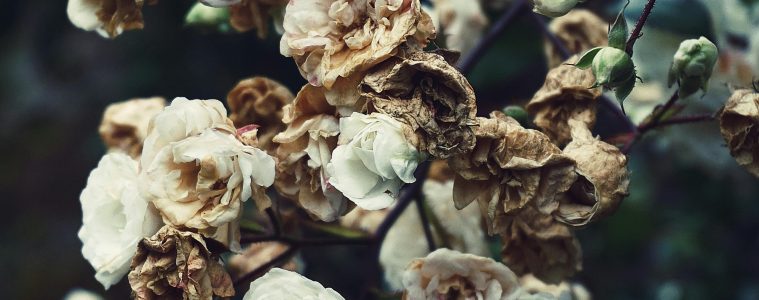 pexels-suzyhazelwood-3084197