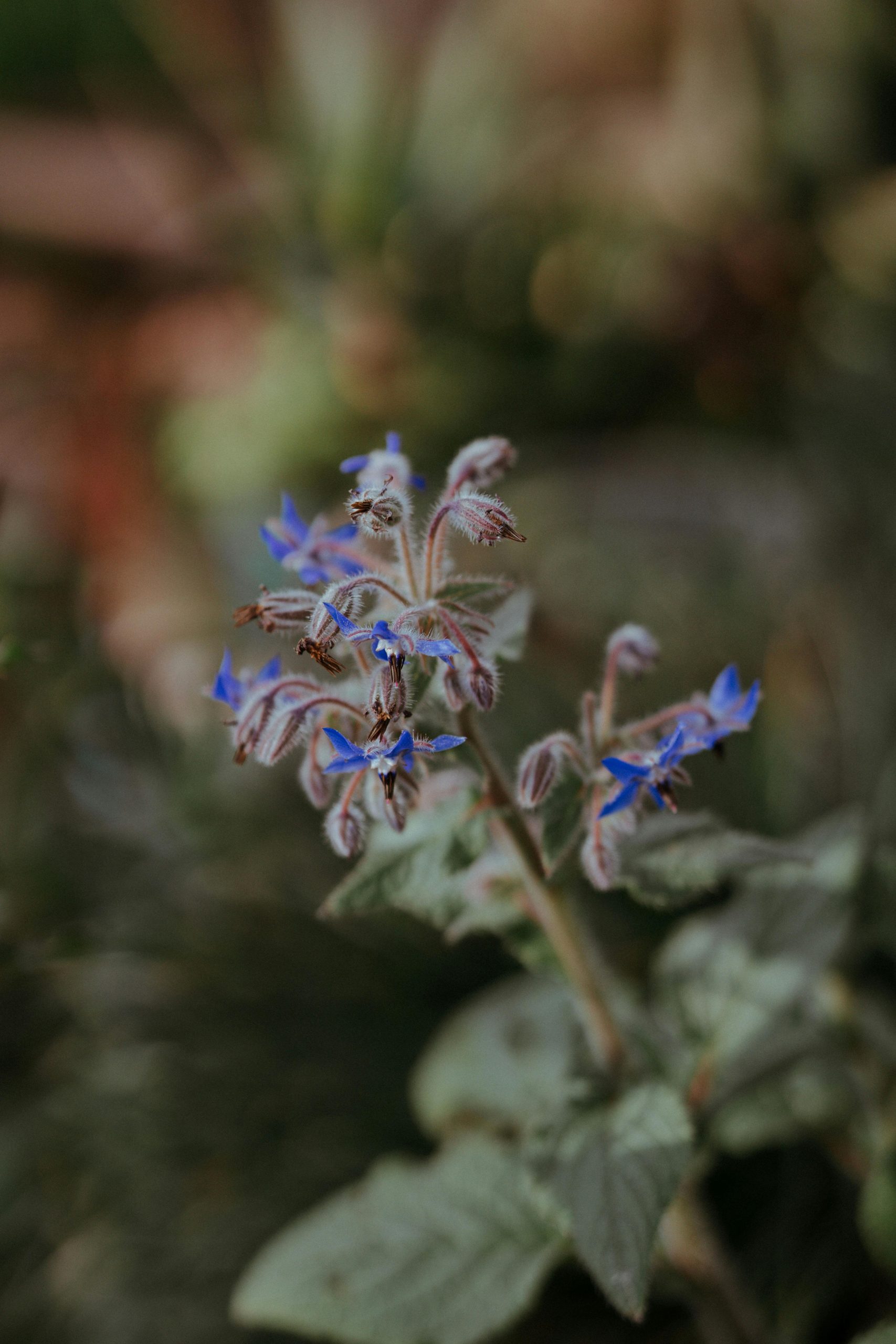 pexels-tivasee-17374727-10939475