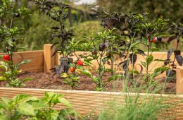 raised-bed-4392783_1280