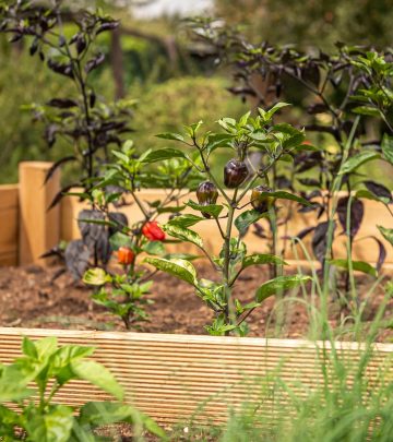 raised-bed-4392783_1280
