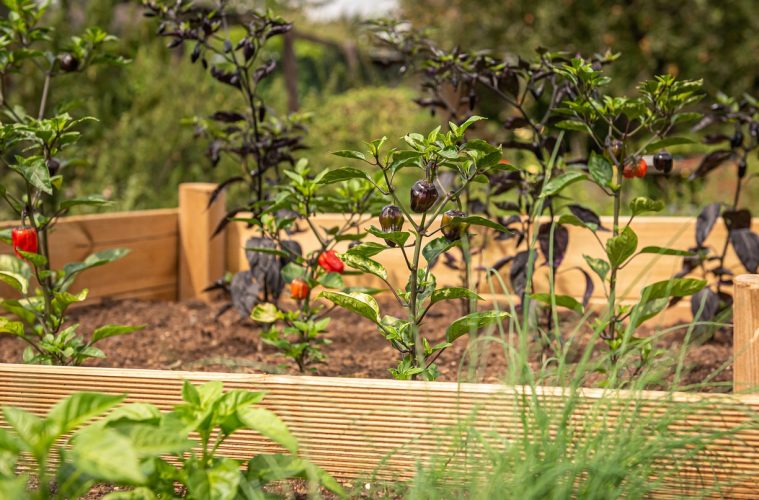 raised-bed-4392783_1280