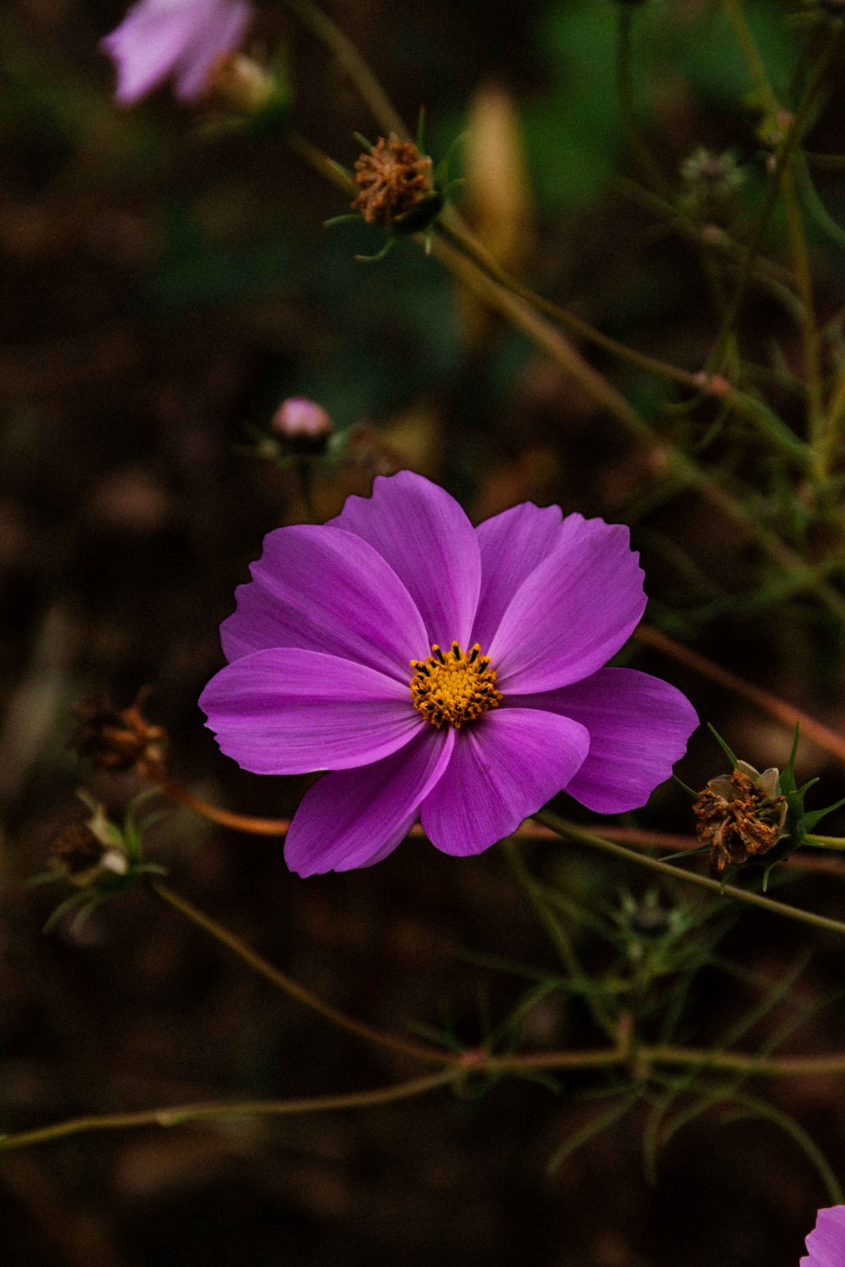 ben-kupke-gL6bGWDcfBw-unsplash copy