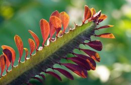 cactus-6611880_1280
