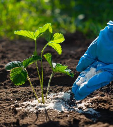 Young adult woman in a blue glove palm holding complex fertiliser granules