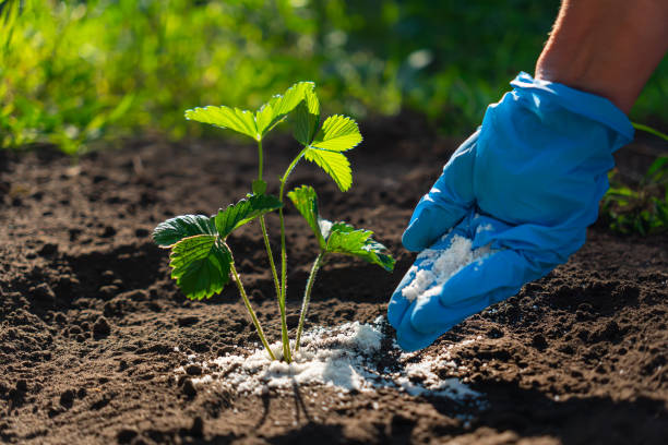 Young adult woman in a blue glove palm holding complex fertiliser granules