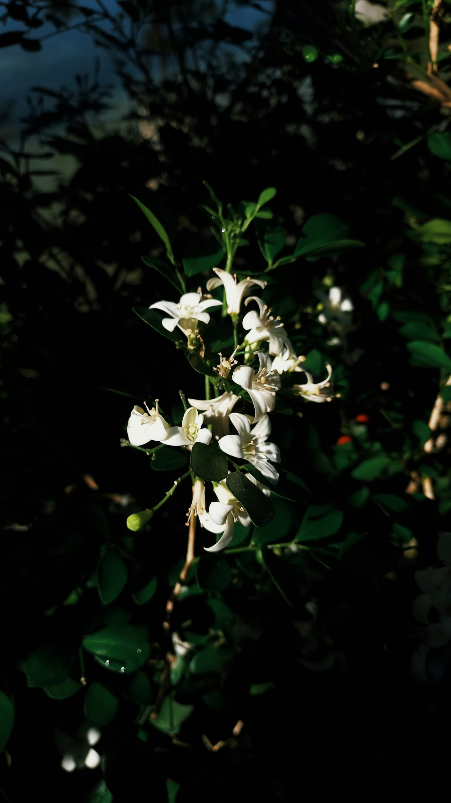nisrina-nurhasna--xbLZOHFL28-unsplash